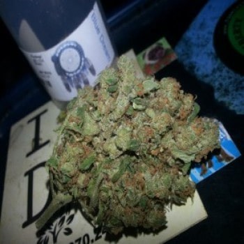 Blue Dream Strain